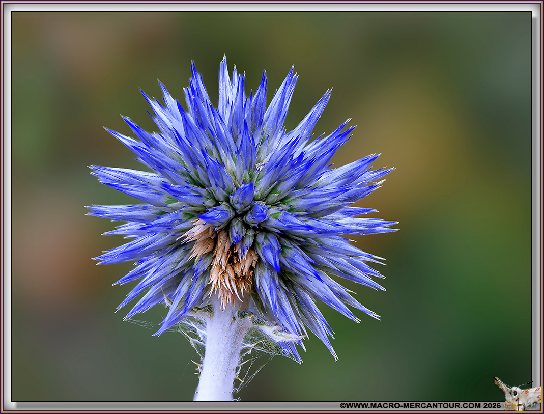 CHARDON BLEU